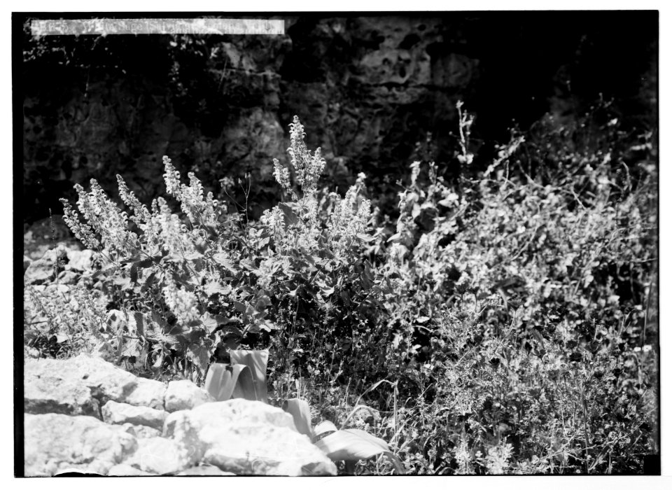 Wild flowers of Palestine. White sage (Salvia graveolens Vahl). LOC matpc.05852