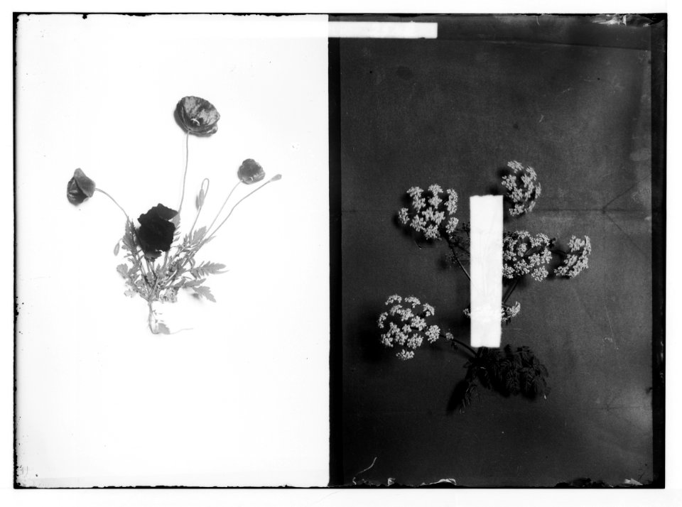 Wild flowers of Palestine. Syrian poppy (P. syriacum Boiss. et Bl.); (Unidentified flower). LOC matpc.02415