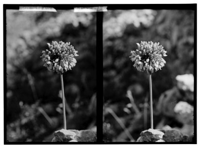 Wild flowers of Palestine. Wild pink onion (Allium trichocoleim Bornm.). LOC matpc.02393