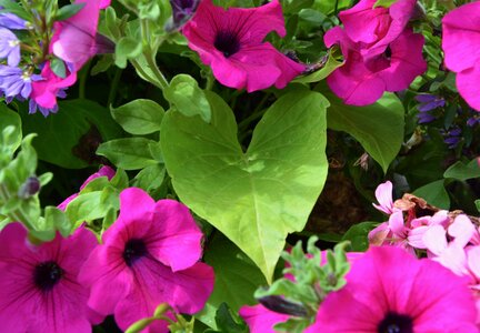 Nature parterre plant