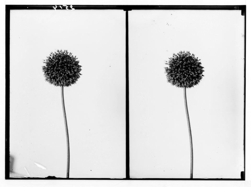 Wild flowers of Palestine. Wild garlic (Allium Ampeloprasum L.). LOC matpc.02392