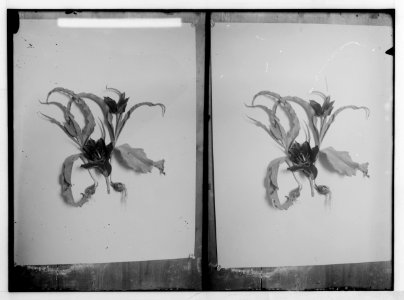 Wild flowers of Palestine. Tulip (Tulipa precox Ten.). LOC matpc.02395