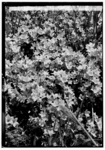 Wild flowers of Palestine. Venus' looking-glass (Specularia speculum-veneris) LOC matpc.00191