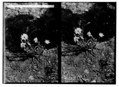 Wild flowers of Palestine. Wild salsify. (Scorzonera papposa DC.). LOC matpc.02456