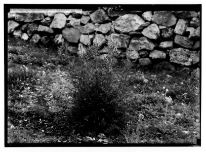 Wild flowers of Palestine. White mignonette (Reseda alba L.). LOC matpc.02420