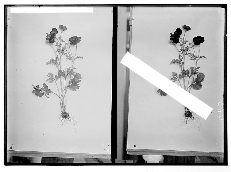 Wild flowers of Palestine. Red ranunculus (R. asiaticus L.). LOC matpc.05842