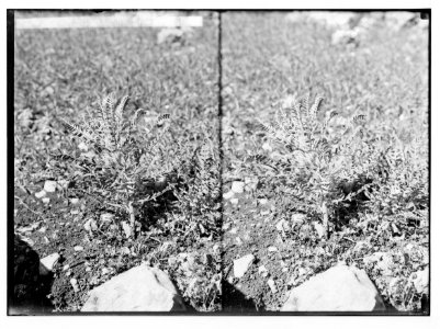 Wild flowers of Palestine. Yellow milkvetch (Astragalus macrocarpus DC.). LOC matpc.02423