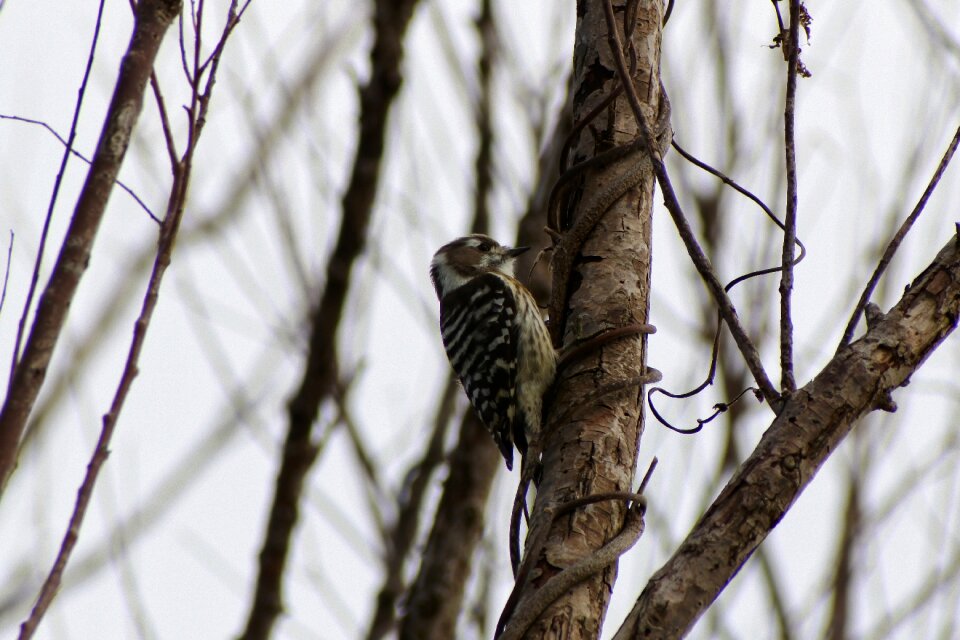 Bird wild birds little bird