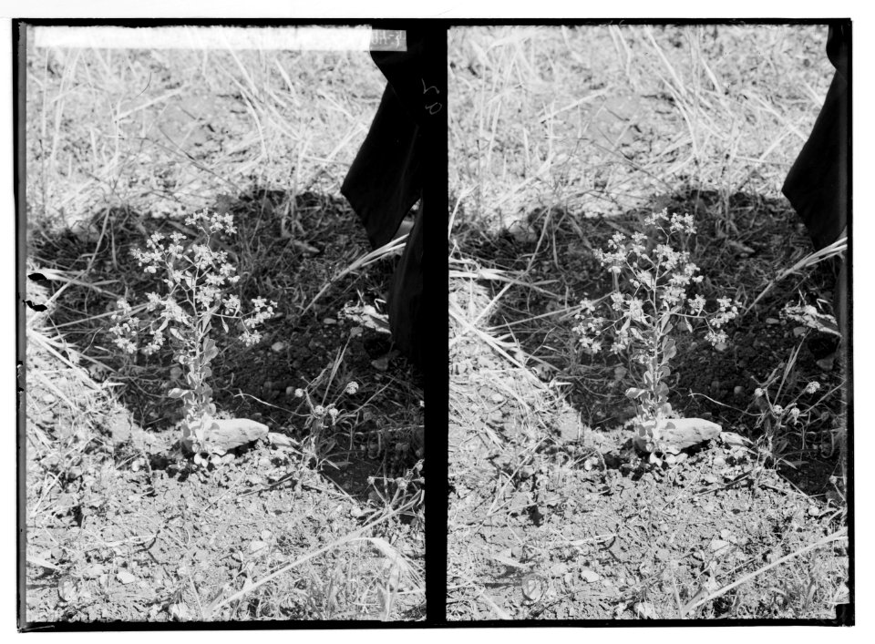 Wild flowers of Palestine. Wild rue (Haplophyllum Buxbaumii poir.). LOC matpc.05845