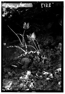 Wild flowers of Palestine. Tulip (Tulipa montana Lindl) LOC matpc.00182