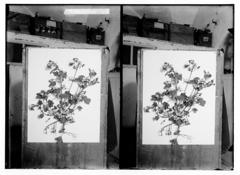 Wild flowers of Palestine. Wood-mallow (Malva sylvestris L.) LOC matpc.02428