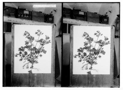 Wild flowers of Palestine. Wood-mallow (Malva sylvestris L.) LOC matpc.02428