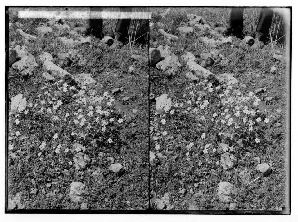 Wild flowers of Palestine. Yellow flax (Linum sulphureum Boiss. Et Hausskn.). LOC matpc.02425