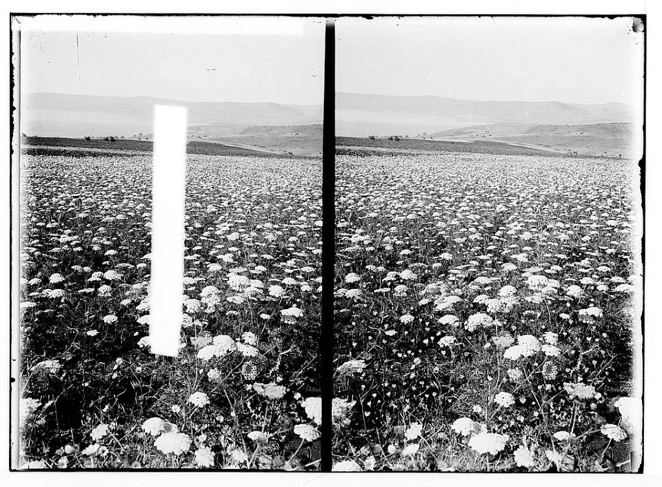 Wild flowers of Palestine. Field of yellow carrot (Daucus aureus Desf.). LOC matpc.02432