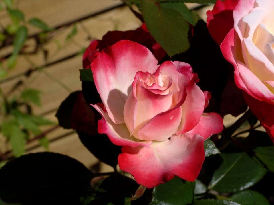 Rose blooms flower rose bloom