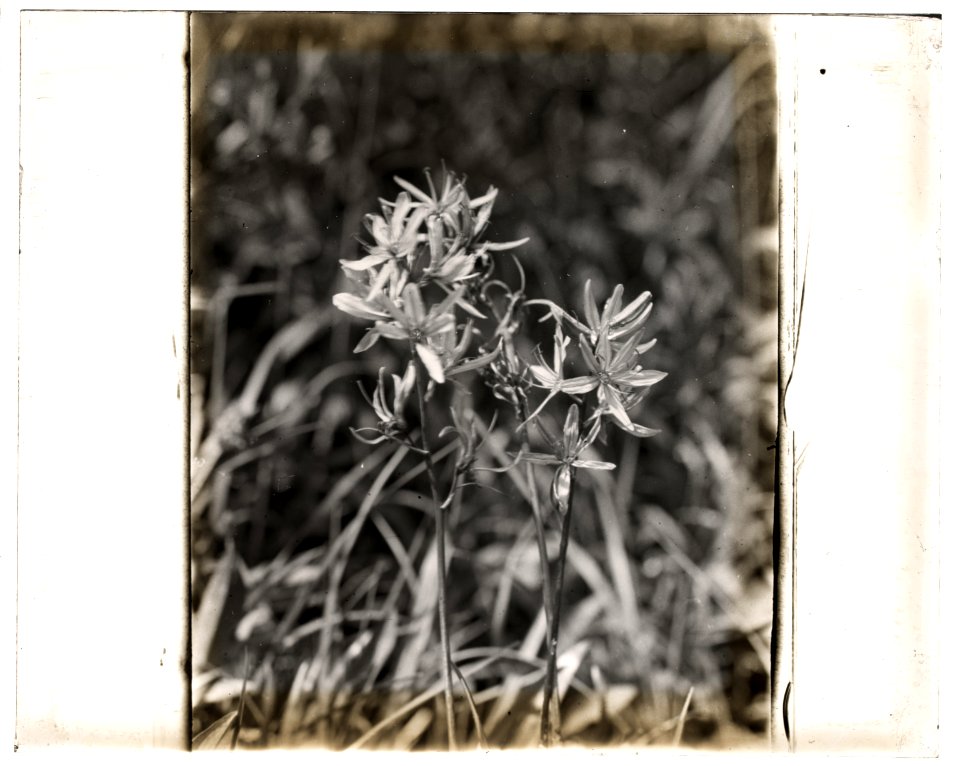 Wildflowers in bloom LCCN2008676008