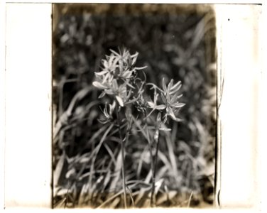 Wildflowers in bloom LCCN2008676008