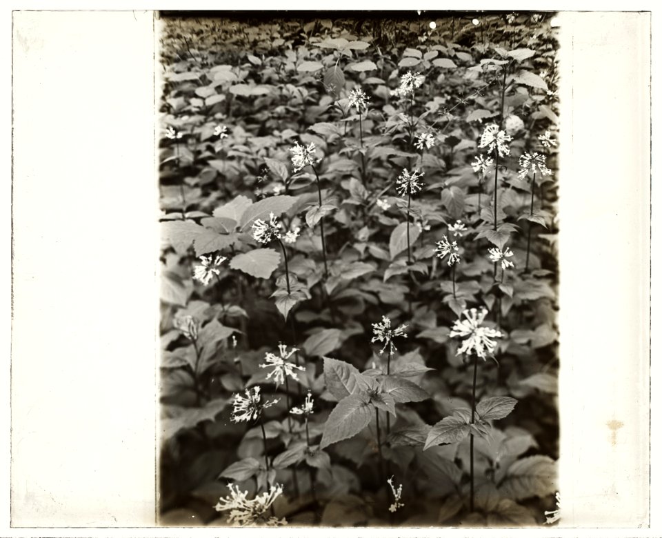 Wildflowers in bloom LCCN2008676011