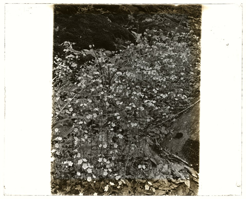 Wildflowers in bloom LCCN2008676015
