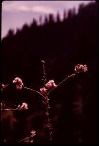 Wildflowers-grow-on-fringes-of-burn-area-september-1973 7153067673 o