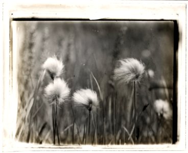 Wildflowers LCCN2008676006