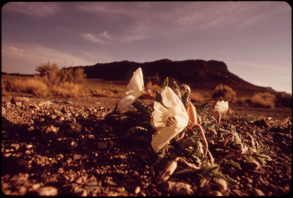 Wildflowers-on-nevada-highway-may-1972 7152663917 o