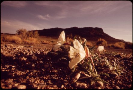 Wildflowers-on-nevada-highway-may-1972 7152663917 o