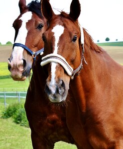 Stallion eat paddock