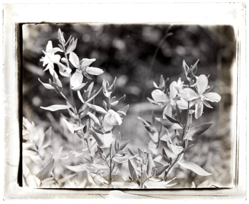 Wildflowers in bloom LCCN2008676007