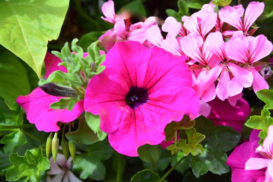 Garden summer flowers massif