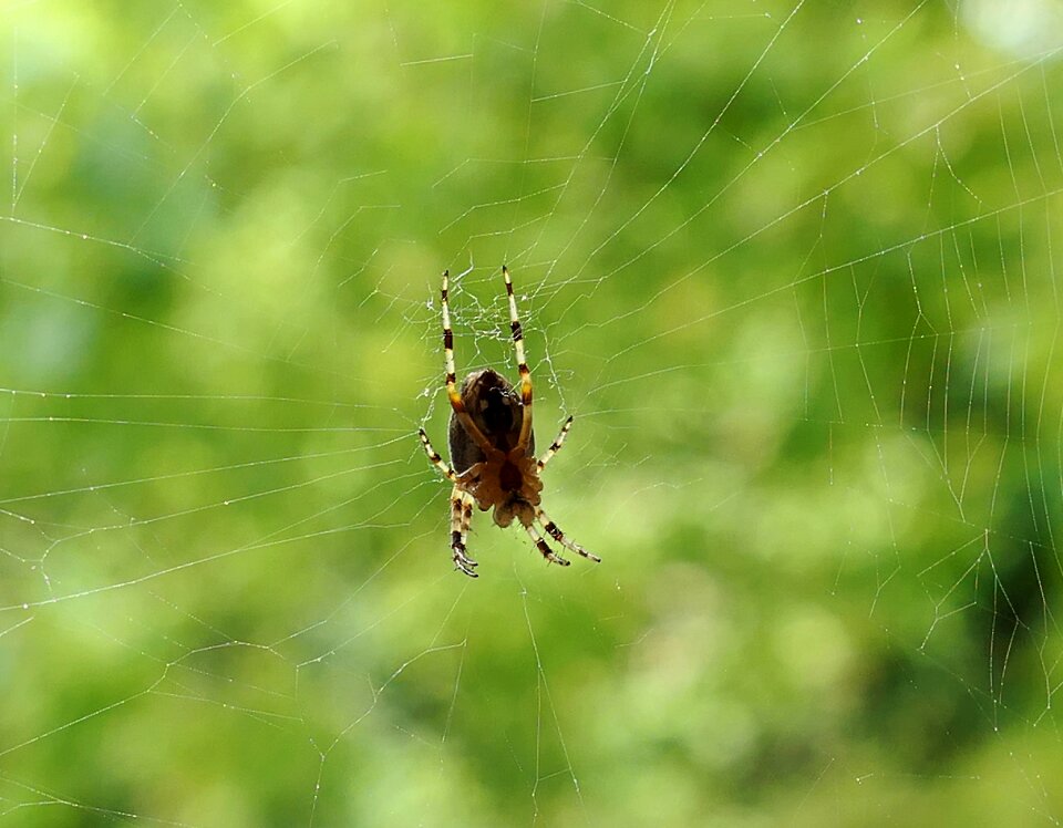Spider morning nature