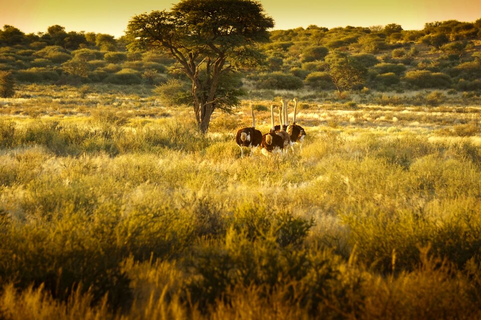 Safari ostrich landscape