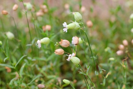 Herb herbs garden photo