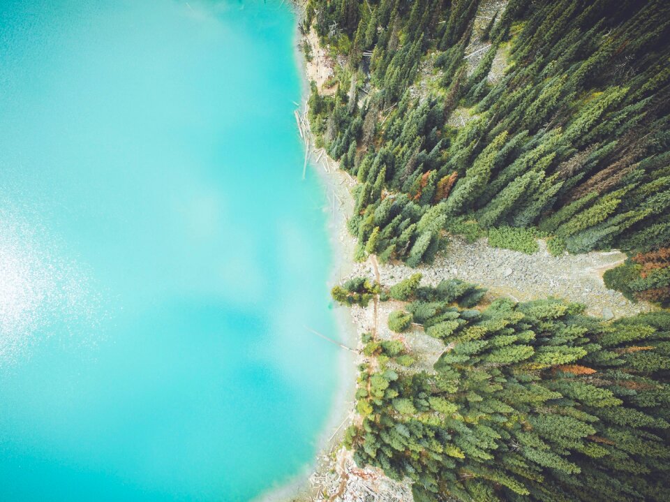 Plants forest water