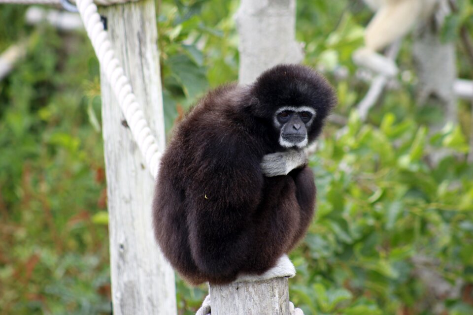 Ape wildlife nature