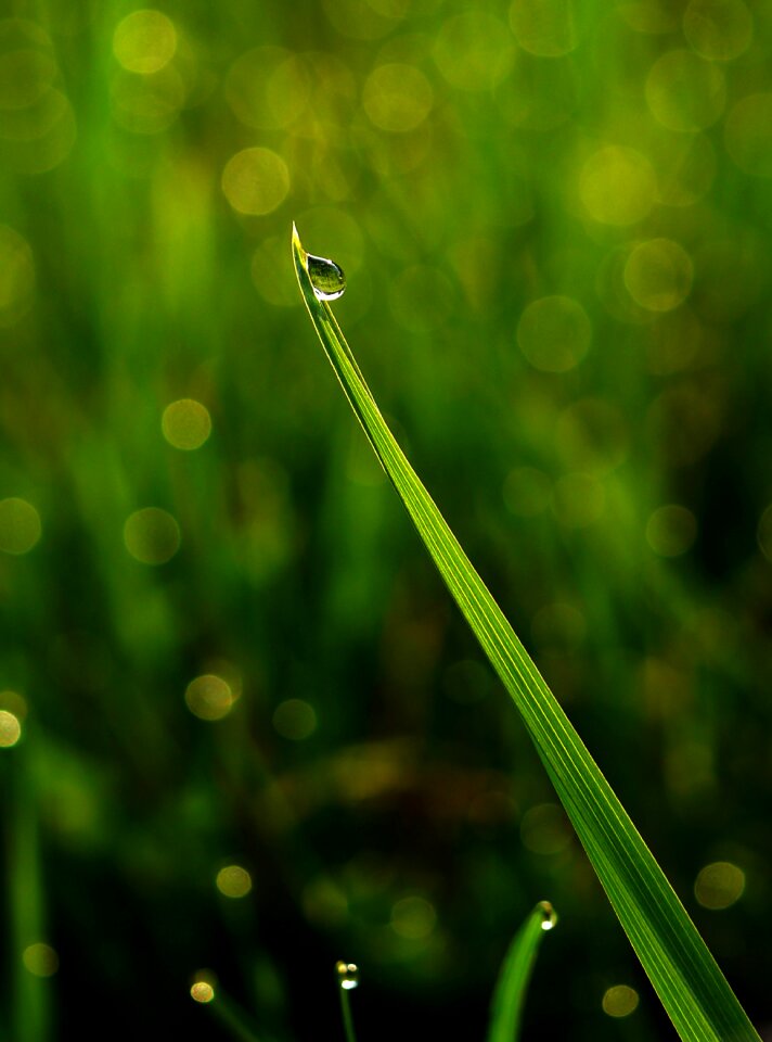 Rain plant dawn
