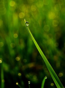 Rain plant dawn
