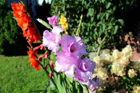 Garden summer a garden plant
