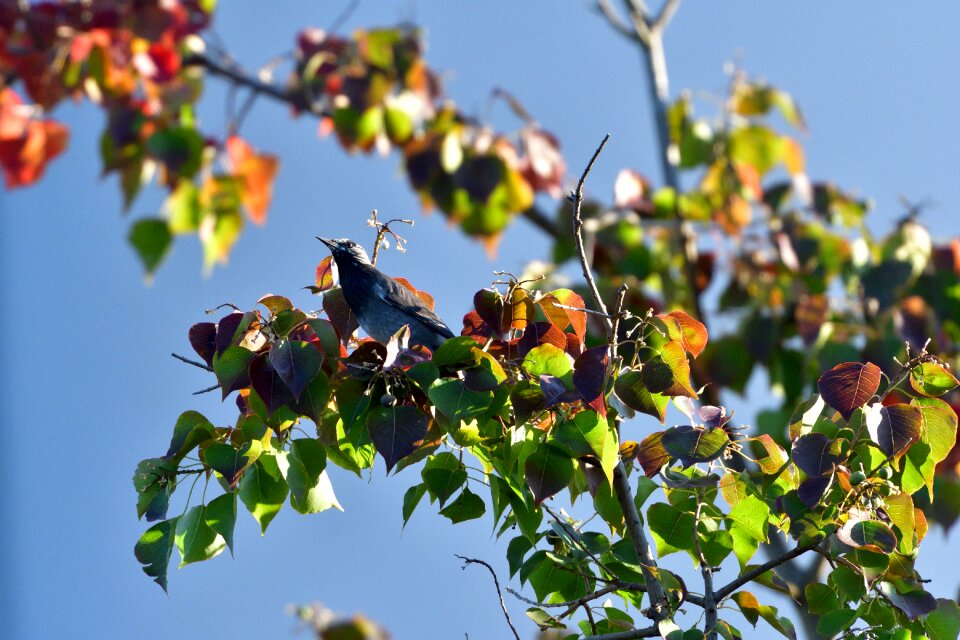 Natural plant bird