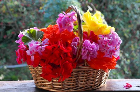 Slope geranien regal pelargonium summer photo