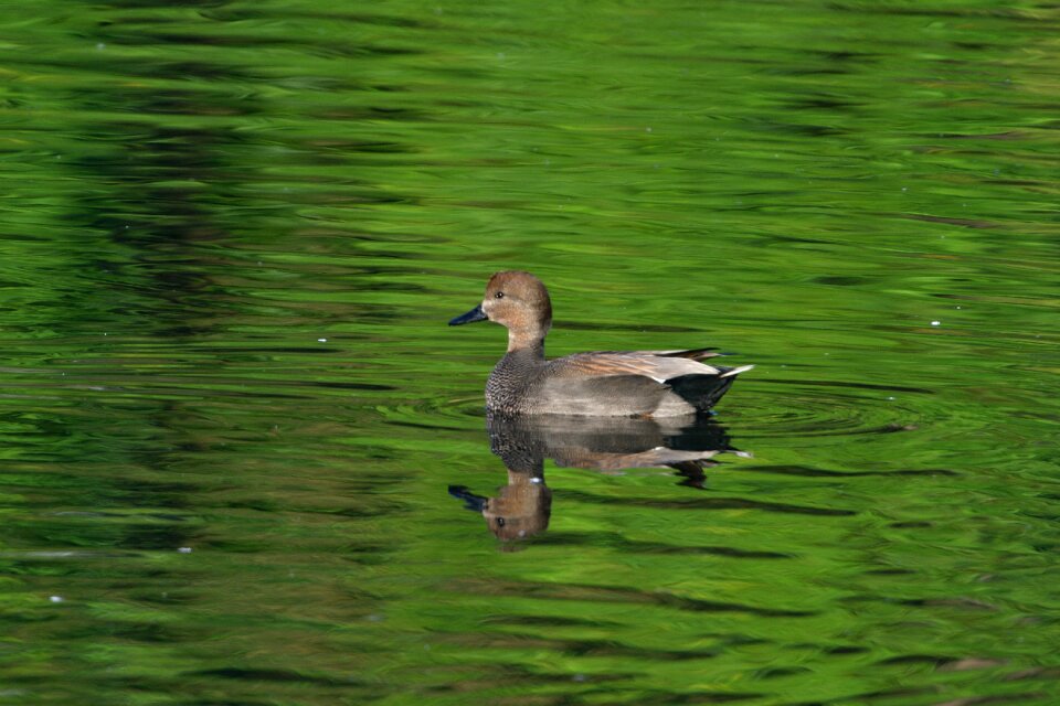 Bird natural video falcated