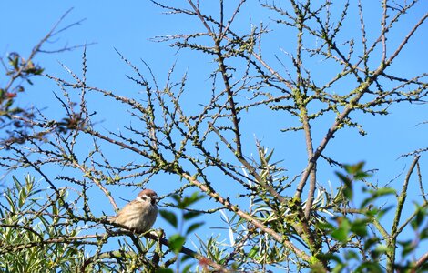 Bird sunny sparrow photo