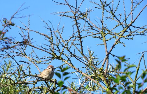 Bird sunny sparrow