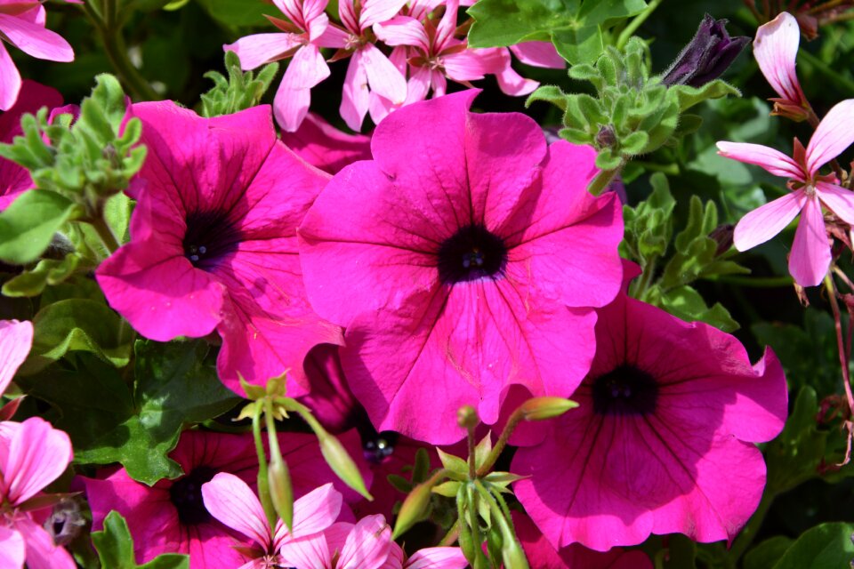 Nature garden summer flowers
