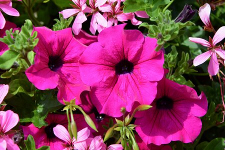Nature garden summer flowers