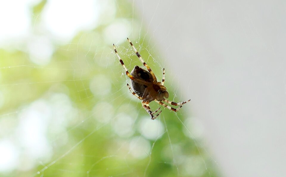 Spider morning nature