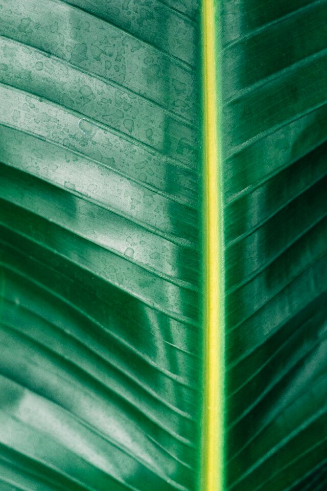 Leaves green line