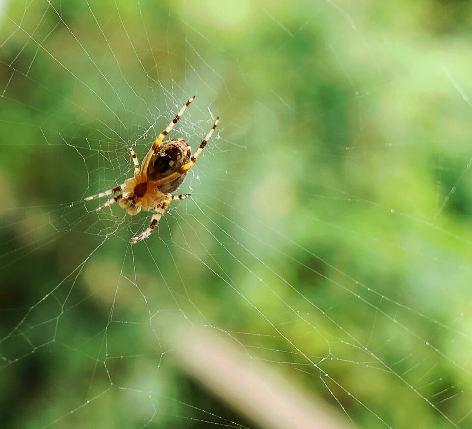 Spider morning nature
