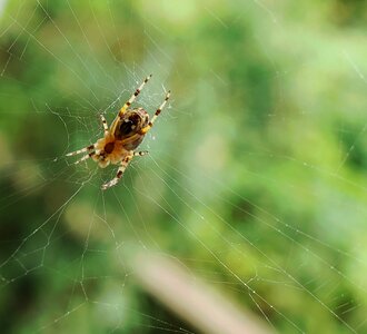 Spider morning nature