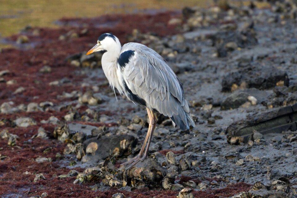 Natural waters gray heron